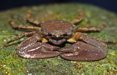 Photo: Chocolate porcelain crab
