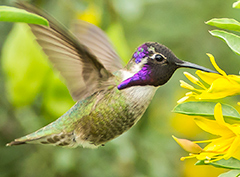 Photo: Costa's Hummingbird by Lynda Goff