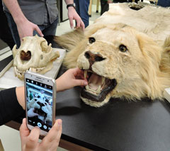 Photo: Lion's head in the Museum of Wildlife and Fish Biology