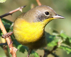 Photo: Male common yellowthroat is a summer resident on Putah Creek
