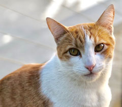 Photo: Walter, an orange and white cat, is the namesake of Cafe Walter in the lobby of the Mondavi Center for the Performing Arts