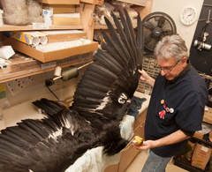 Photo: Andy Engilis, curator, Museum of Fish and Wildlife Biology, handles one of the condor specimens, with wings spread.