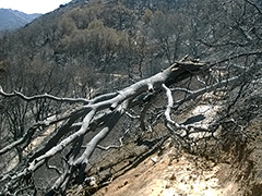 Photo: Charred tree blocks trail at Stebbins Cold Canyon Reserve