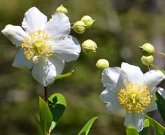 Photo: White-petaled flowers: Carpenteria californica Elizabeth or Elizabeth bush anemone