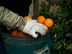 Photo: Gloved hand with bucket of citrus