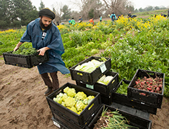 Photo: Nelson Hawkins adds broccoli to a mix of other surplus produce to be donated to the Yolo County Food Bank