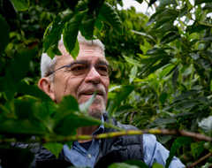 Photo: Professor Juan Medrano in coffee tree orchard