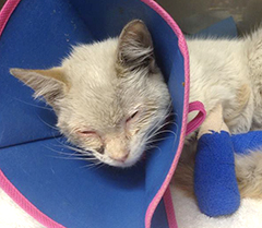 Photo: Injured kitten with cone