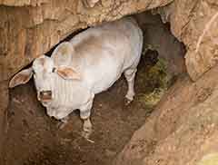 Molly the cow stuck in a mine shaft