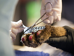 Photo: Tilapia skin being applied to a mountain lion's burned paw