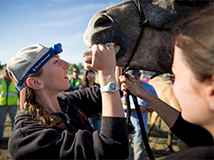 Photo: UC Davis veterinary student Olivia Stonehouse inspects the teeth of a horse
