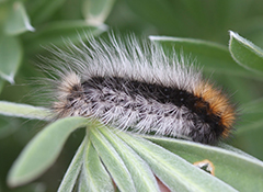 Photo: A woolly bear caterpillar