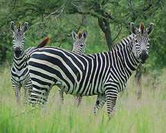 Photo: Zebra